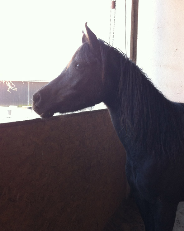 Rhivanna16.03.2012