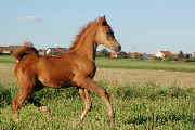Platzhalter-Bild